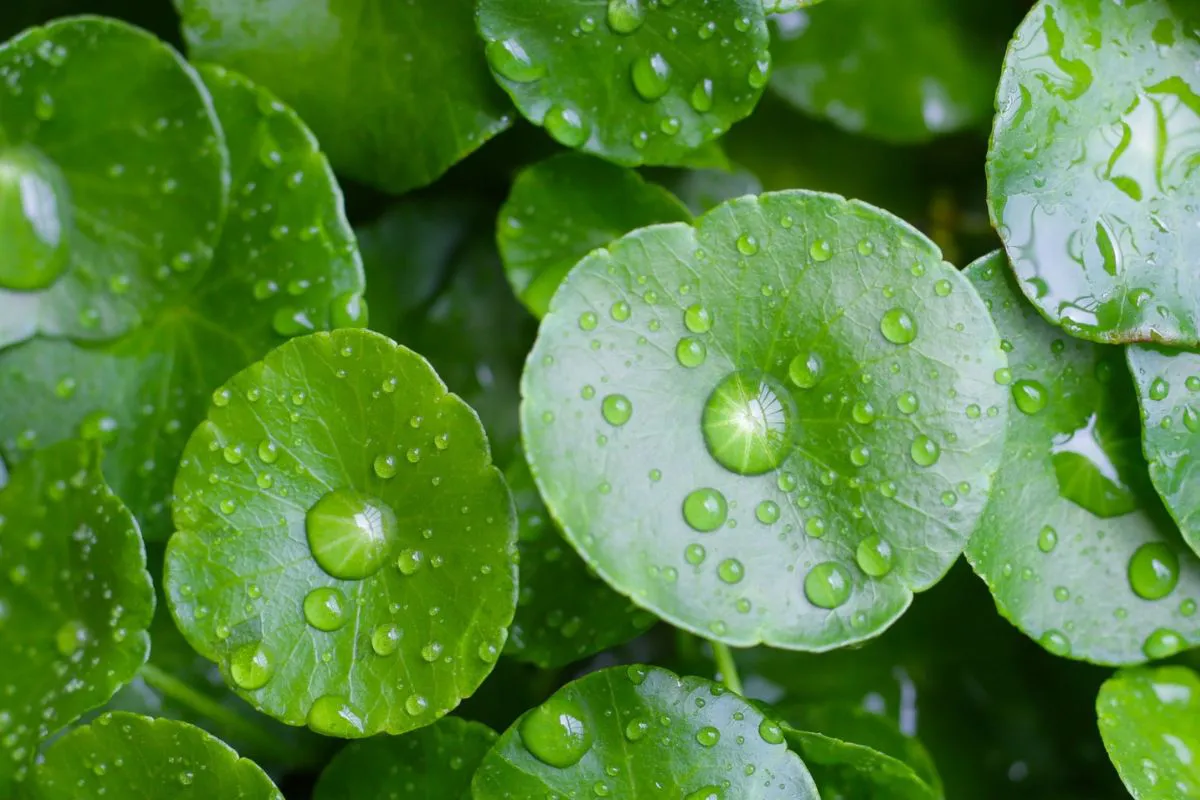 Cos’è la Centella Asiatica